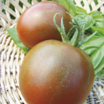 Tomate Black Prince Bio