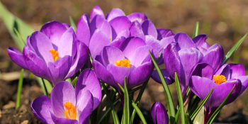 Nos conseils pour les bulbes de crocus